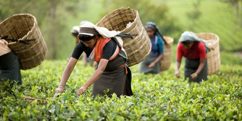 Индия чайные традиции
